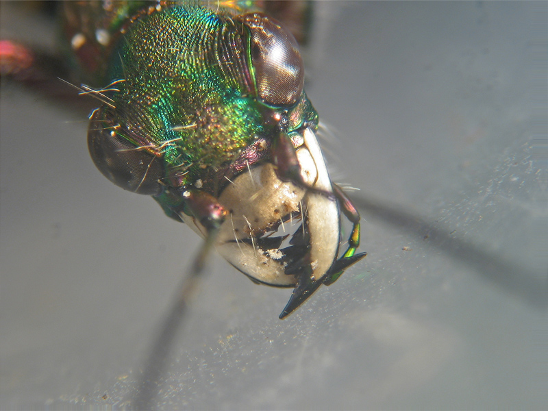 Cicindela campestris